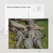 amerikaanse alligators briefkaart (Voorkant / Achterkant)