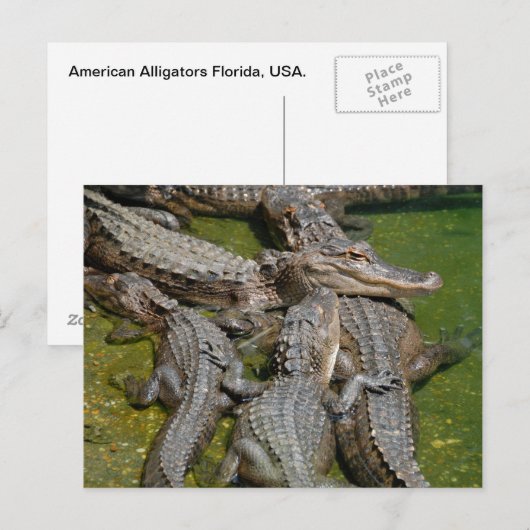 amerikaanse alligators briefkaart (Voorkant / Achterkant)