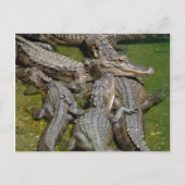 amerikaanse alligators briefkaart (Voorkant)