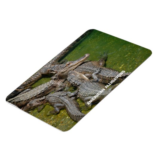 Amerikaanse Alligators Magneet (Linkerzijde)