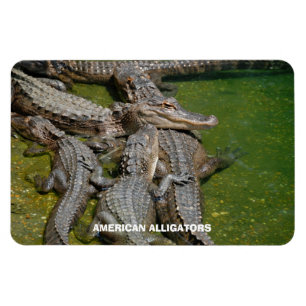 Amerikaanse Alligators Magneet
