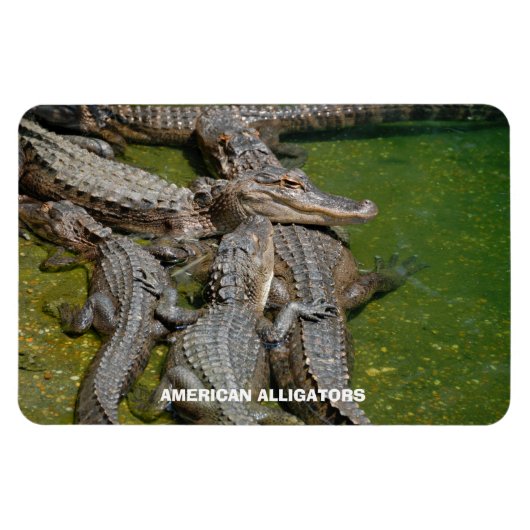 Amerikaanse Alligators Magneet (Horizontaal)
