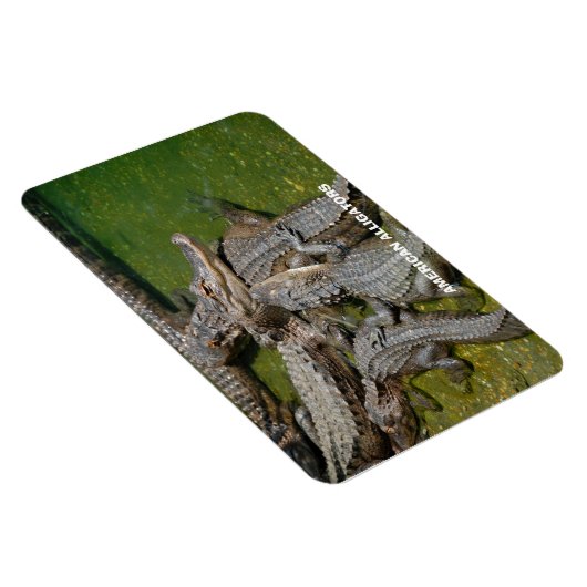 Amerikaanse Alligators Magneet (Rechterzijde)