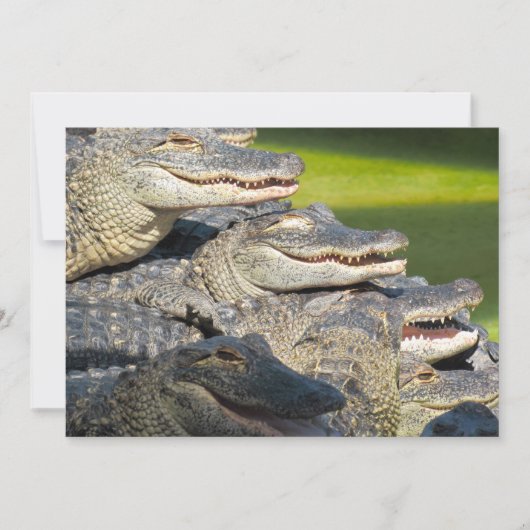 Amerikaanse alligators plat Wenskaart Kaart (Voorkant)