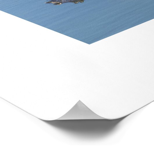 Amerikaanse Alligators Poster (Hoek)