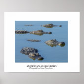 Amerikaanse Alligators Poster (Voorkant)