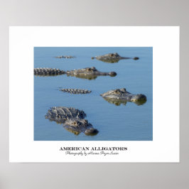 Amerikaanse Alligators Poster