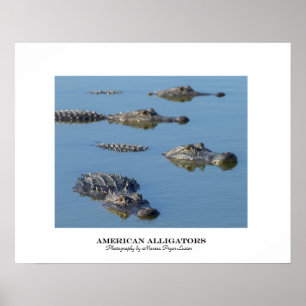 Amerikaanse Alligators Poster
