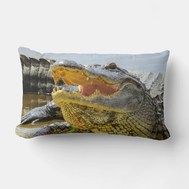 Amerikaanse alligators zien het gezicht kussen (Voorkant)