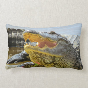 Amerikaanse alligators zien het gezicht kussen