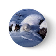 Amerikaanse Arctic Fox