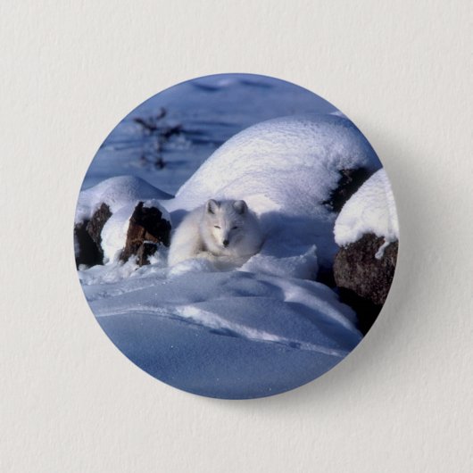 Amerikaanse Arctic Fox Ronde Button 5,7 Cm (Voorkant)