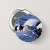 Amerikaanse Arctic Fox Ronde Button 5,7 Cm (Voorkant /achterkant)