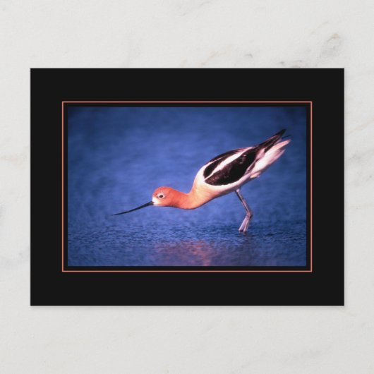 Amerikaanse Avocet Ansichtkaart Briefkaart (Voorkant)