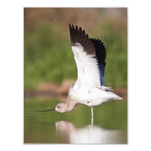 Amerikaanse Avocet stretch Foto Afdruk (Voorkant)