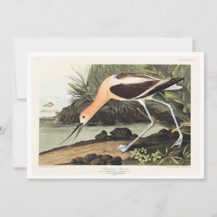 Amerikaanse Avocet uit Birds of America, Bedankkaart
