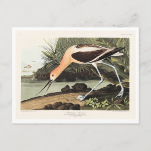 Amerikaanse Avocet uit Birds of America, Briefkaart