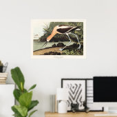Amerikaanse Avocet uit Birds of America, Poster (Thuiskantoor)