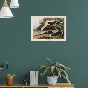 Amerikaanse Avocet uit Birds of America, Poster