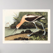 Amerikaanse Avocet uit Birds of America, Poster (Voorkant)