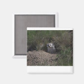 Amerikaanse badger magneet (Voorkant / Achterkant)