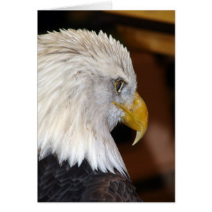 Amerikaanse Bald Eagle
