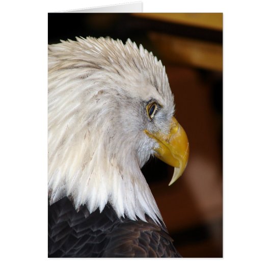 Amerikaanse Bald Eagle (Voorkant)