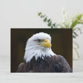 Amerikaanse Bald Eagle (Staand voorkant)