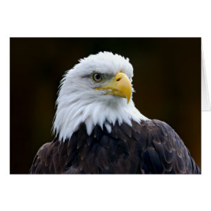 Amerikaanse Bald Eagle