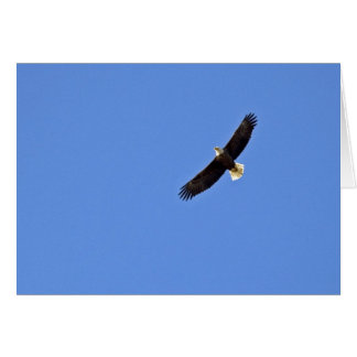 Amerikaanse Bald Eagle