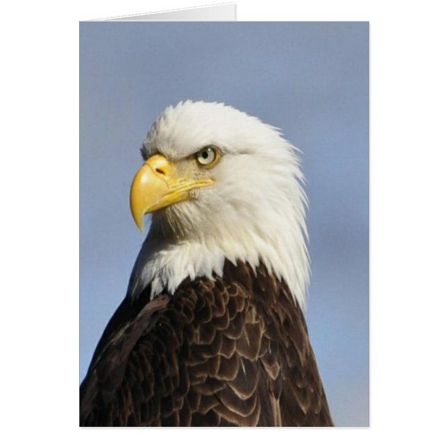Amerikaanse Bald Eagle (Voorkant)