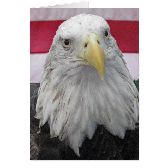 Amerikaanse Bald Eagle (Voorkant)