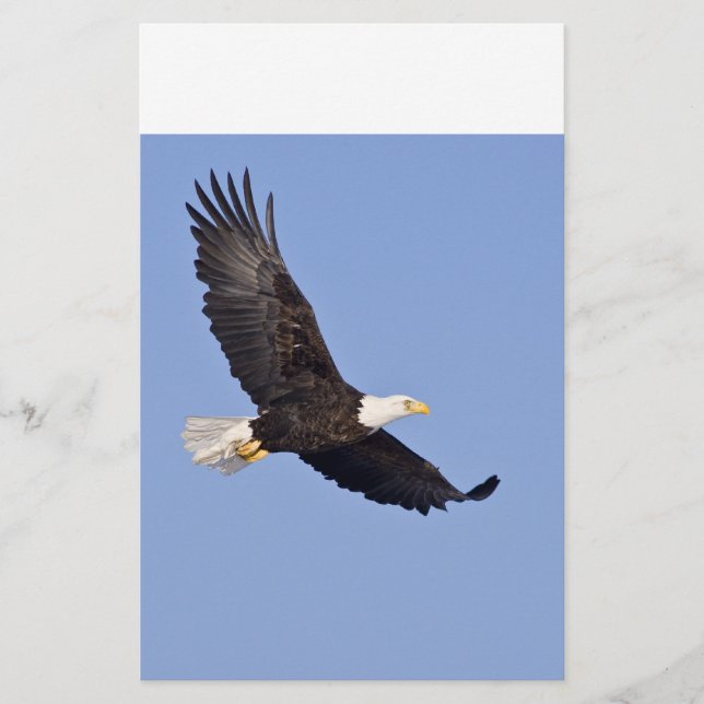 Amerikaanse Bald Eagle (Voorkant)