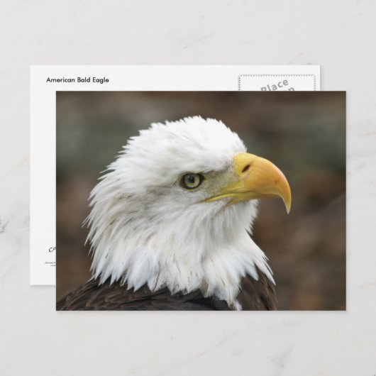 Amerikaanse Bald Eagle 2 Briefkaart (Voorkant / Achterkant)