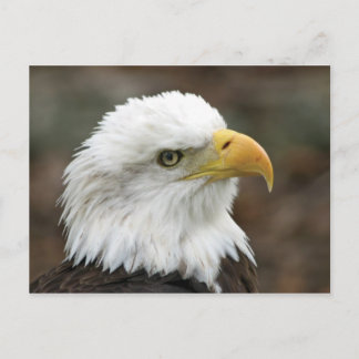 Amerikaanse Bald Eagle 2 Briefkaart