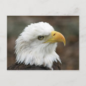 Amerikaanse Bald Eagle 2 Briefkaart (Voorkant)
