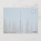 Amerikaanse Bald Eagle 8974 Briefkaart (Achterkant)