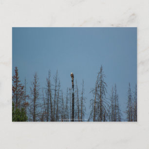 Amerikaanse Bald Eagle 8974 Briefkaart