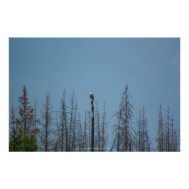 Amerikaanse Bald Eagle 8974 Foto Afdruk