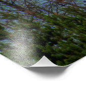 Amerikaanse Bald Eagle 8974 Foto Afdruk (Hoek)