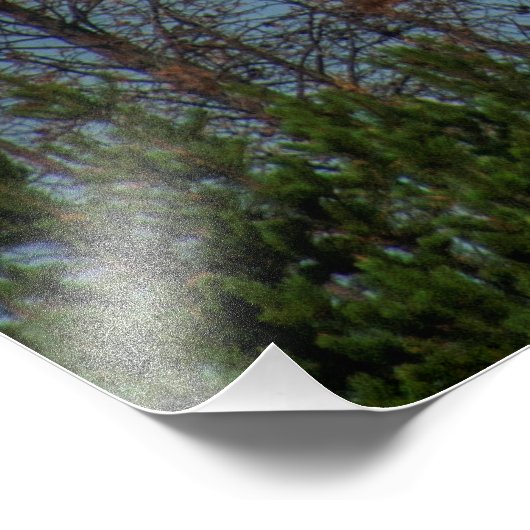 Amerikaanse Bald Eagle 8974 Foto Afdruk (Hoek)