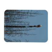 Amerikaanse Bald Eagle 8974 Magneet (Horizontaal)