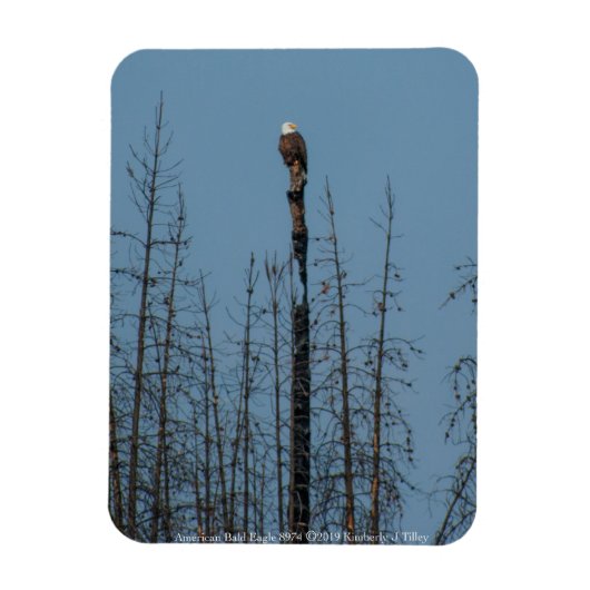 Amerikaanse Bald Eagle 8974 Magneet (Verticaal)