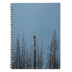 Amerikaanse Bald Eagle 8974 Notitieboek