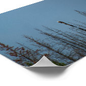 Amerikaanse Bald Eagle 8974 Poster (Hoek)