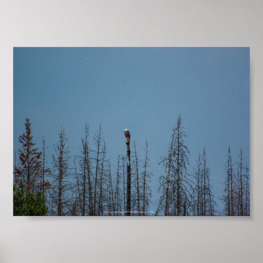 Amerikaanse Bald Eagle 8974 Poster (Voorkant)