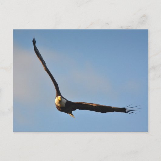 Amerikaanse Bald Eagle Briefkaart (Voorkant)