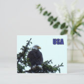 Amerikaanse Bald Eagle Briefkaart (Staand voorkant)