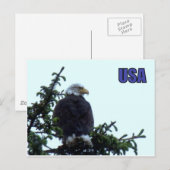 Amerikaanse Bald Eagle Briefkaart (Voorkant / Achterkant)