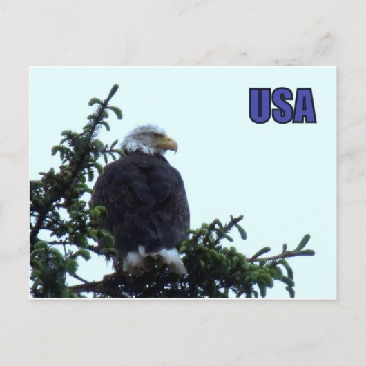 Amerikaanse Bald Eagle Briefkaart (Voorkant)